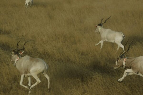Environnement : 600 Oryx Algazelle de retour dans la nature tchadienne, l’espèce est désormais reclassée dans la catégorie “en danger “ au lieu de “éteint à l’état sauvage”